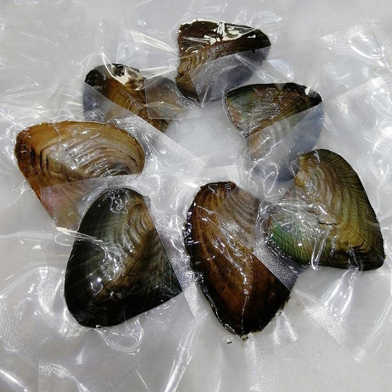 Bulk Wholesale Freshwater Oysters With Pearl Individually Etsy