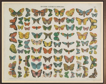 BUTTERFLIES Wall Art Decor Natural History Print - colourful butterfly litograph - Instant Download many colourful - Downloadable Printable