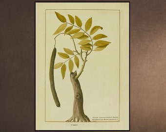 Cinnamon Print, CASSIA, Botanical Illustration, Plant Life Kitchen Art, Floral Home Decor Digital Download Vintage Antique - Printable