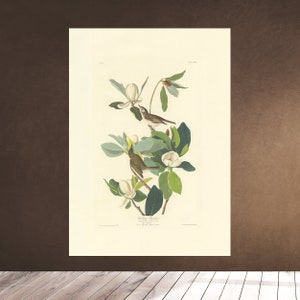 May include: A vintage illustration of a bird perched on a magnolia branch with white flowers. The bird is brown and white with a long tail. The illustration is titled "The Blue-winged Yellow Warbler" and includes the artist's name and date.