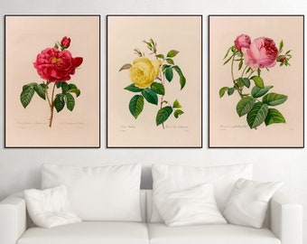 Könnte beinhalten: Drei gerahmte botanische Drucke von Rosen. Der erste Druck zeigt eine rosa Rose mit grünen Blättern. Der zweite Druck zeigt eine gelbe Rose mit grünen Blättern. Der dritte Druck zeigt eine rote Rose mit grünen Blättern.
