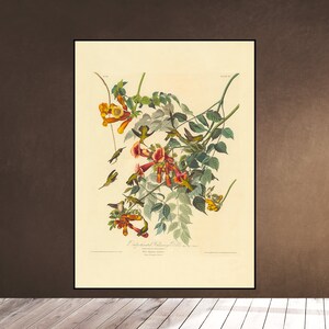 May include: A vintage illustration of a hummingbird with a yellow and red throat, perched on a branch with orange trumpet-shaped flowers. The illustration is titled "Ruby-throated Hummingbird" and includes the artist's name, John James Audubon, and the date, 1838.