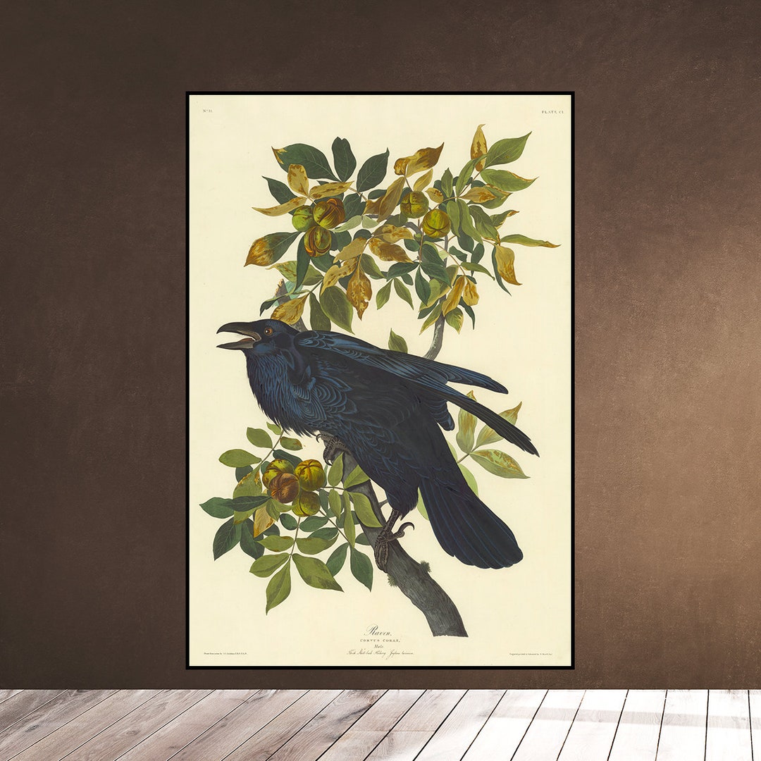 Raven Audubon Large X Inch Corvus Corax Bird Print Etsy
