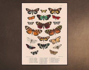 BUTTERFLIES LEPIDOPTERA Exotica Wall Art Decor Natural History Print - insects - Instant Download Butler colourful Downloadable Printable
