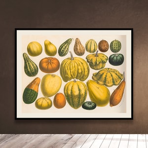 PUMPKINS Old Print - Halloween Gift Fruits Decor vegetables Yellow Vintage Decoration - Download Kitchen Wall Art - Downloadable Printable