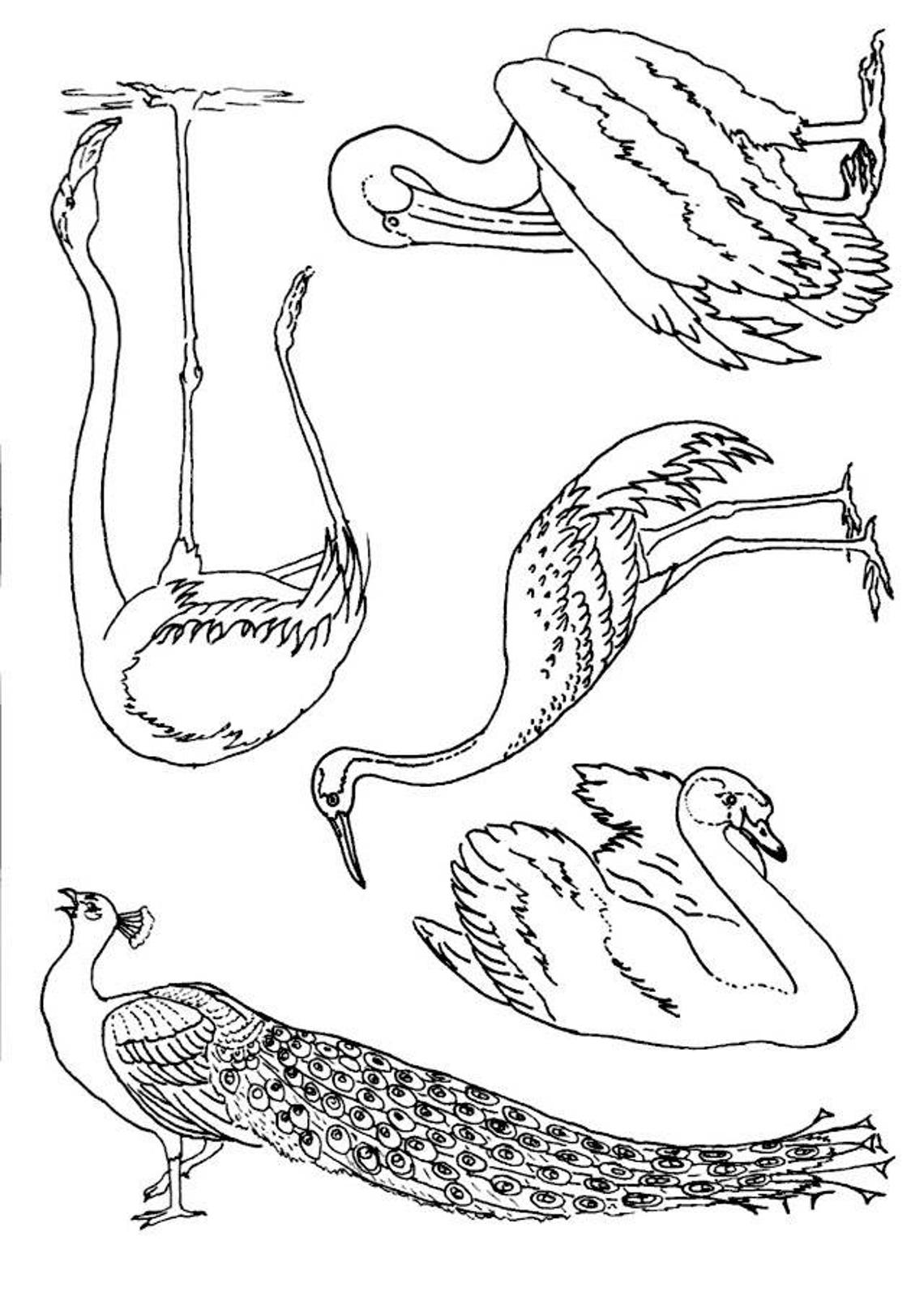 Assorted Birds Iron On Embroidery Transfers Etsy