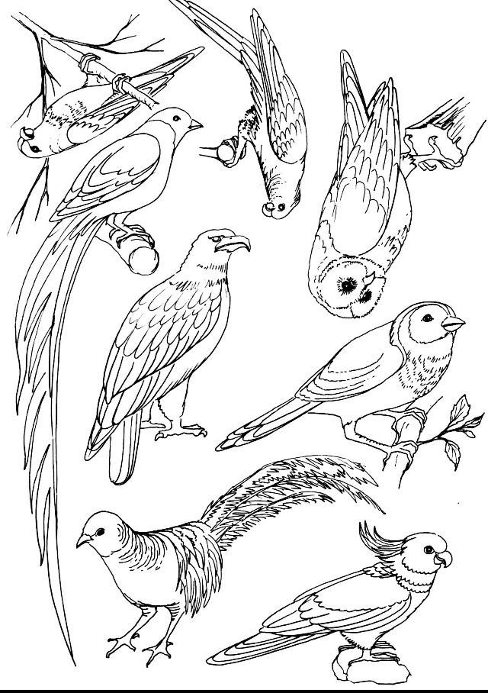 Assorted Birds Iron On Embroidery Transfers Etsy