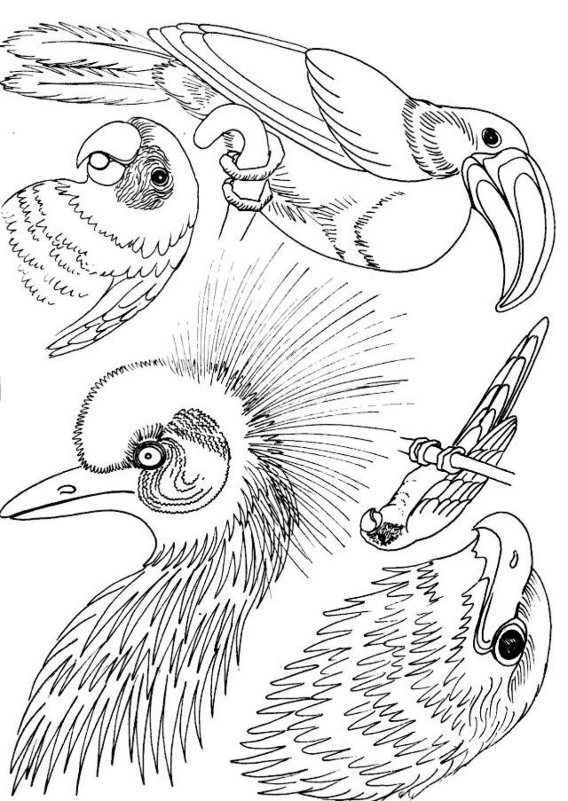 Assorted Birds Iron On Embroidery Transfers Etsy