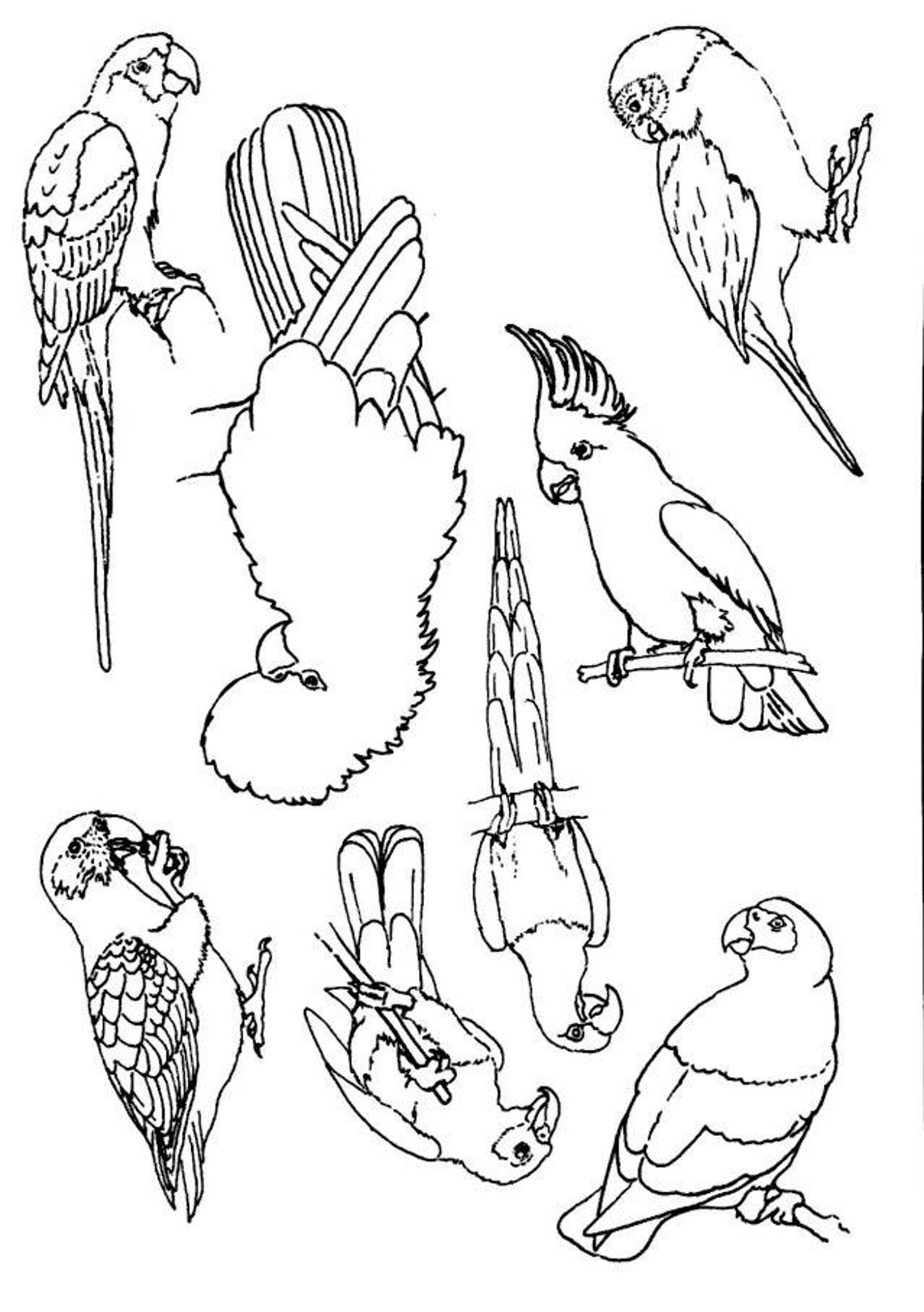 Assorted Birds Iron On Embroidery Transfers Etsy