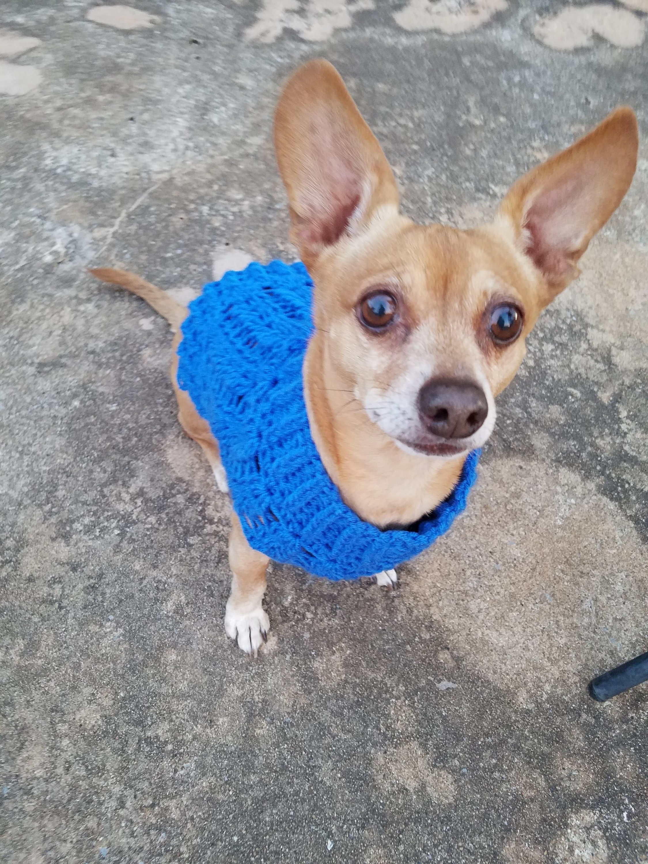 Crochet Pattern Dog Sweater Crochet Pattern Little Sweet Pea Etsy