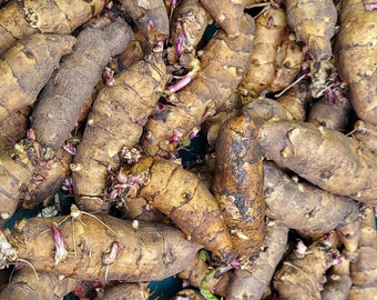 7 ORGANIC JERUSALEM ARTICHOKES Bare Roots With Buds