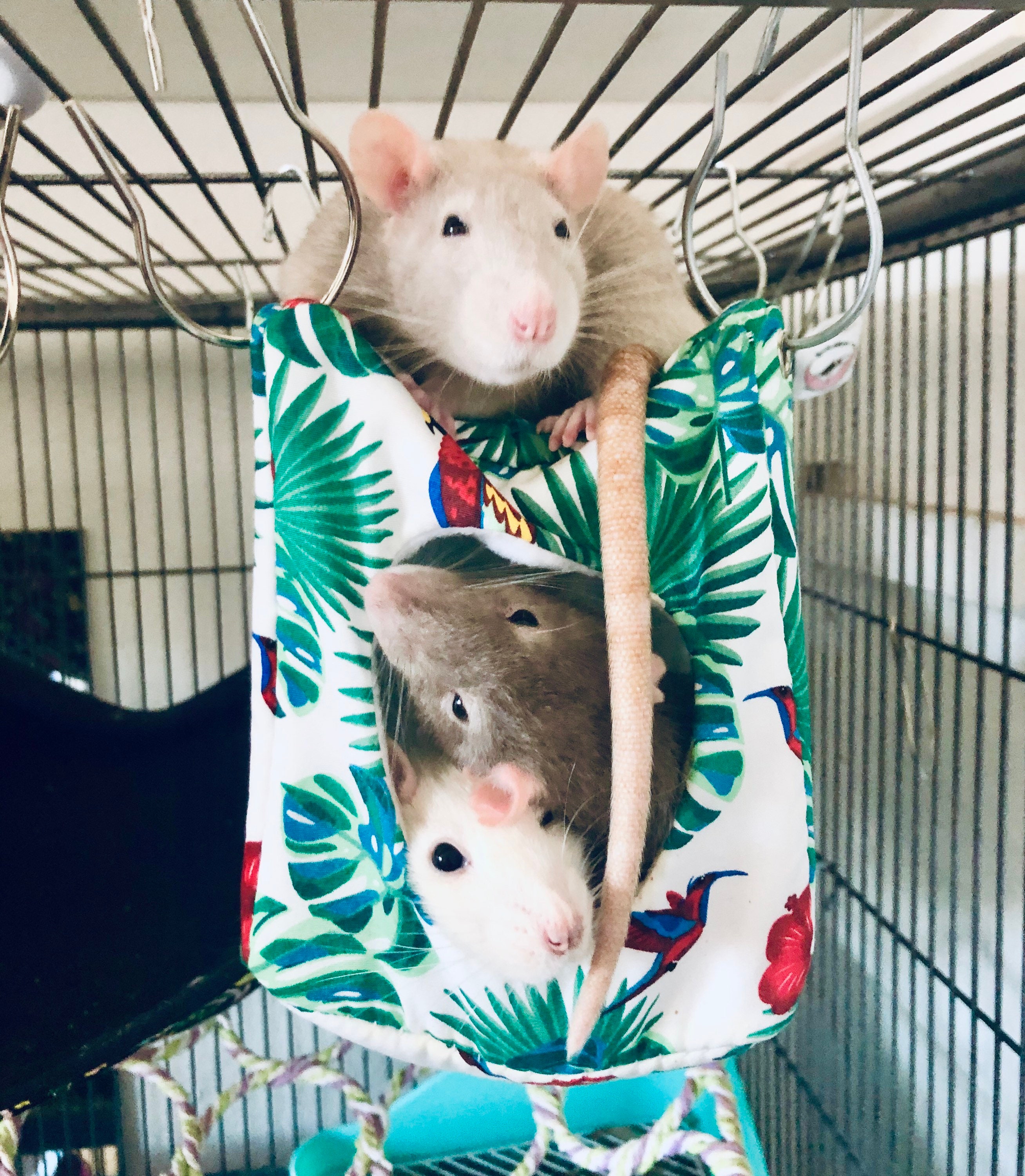 Rat Hammock Rat Cube Rat Cage Accessories Rat Toys Rat Etsy