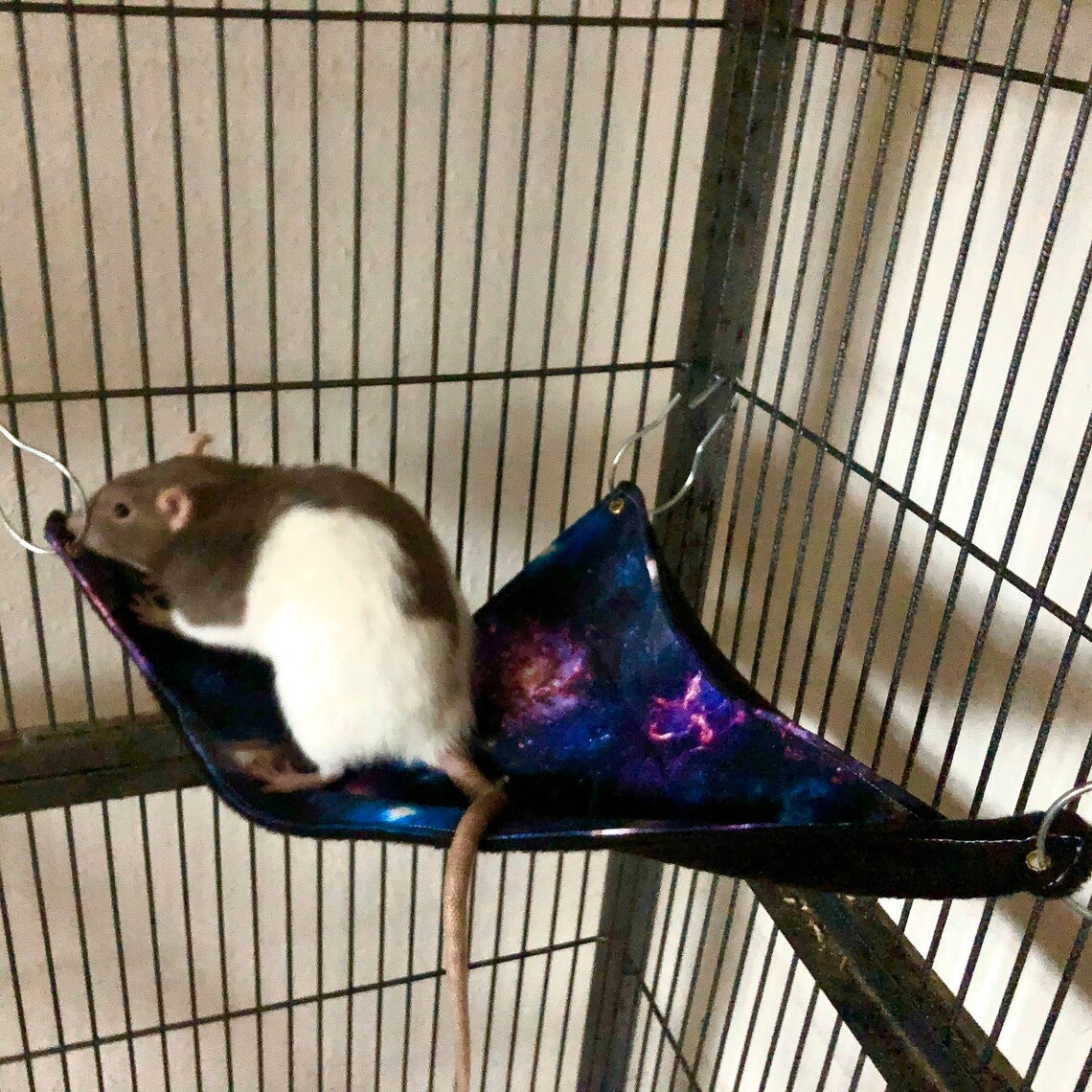 Galaxy Rat Hammock Set Small Animal Bed Cube Hammock Rat Etsy
