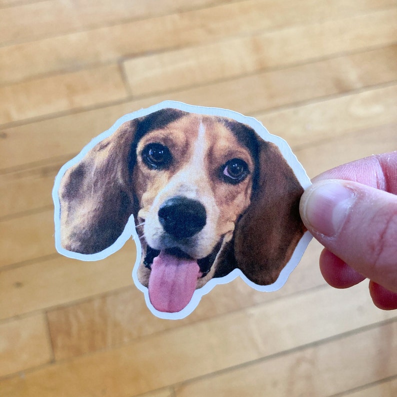 May include: A close-up of a brown and white beagle dog with its tongue sticking out. The dog is looking directly at the camera.