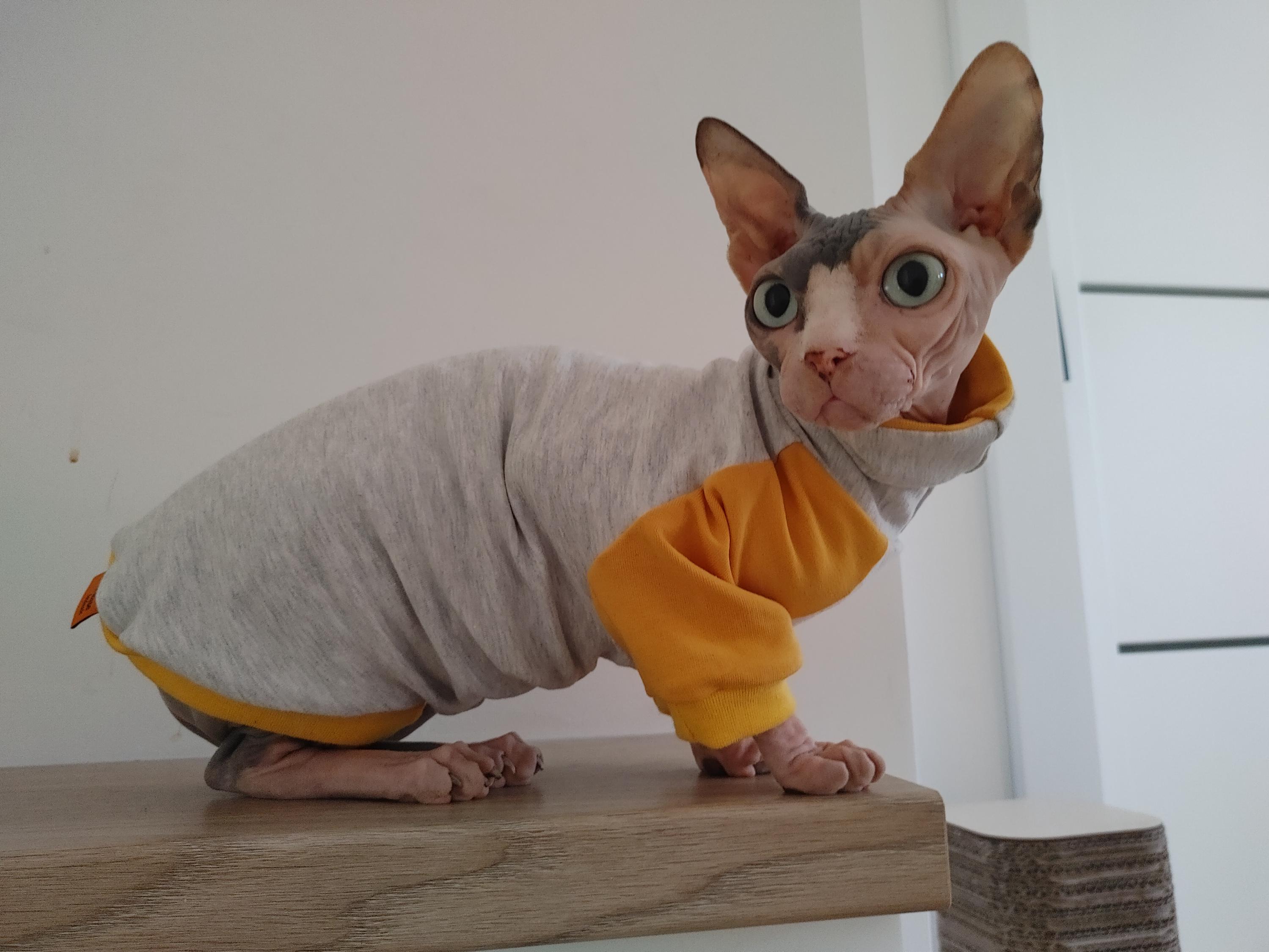 Cat Long Sleeve Turtleneck Sweatshirt and Hat Set - Etsy Canada
