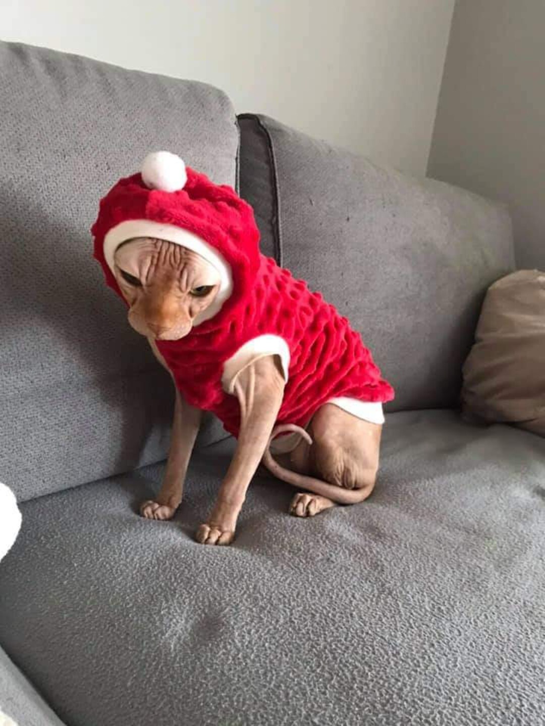 Sphynx Katzenmantel Aus Fleece – Dunkelgelb, Mit Schnallen, Warm & Einfach Anzuziehen (Gr. XS)