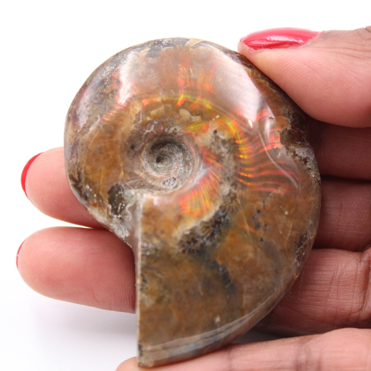 Petite Ammonite Nacrée Entière 55Gr 60mm de Madagascar