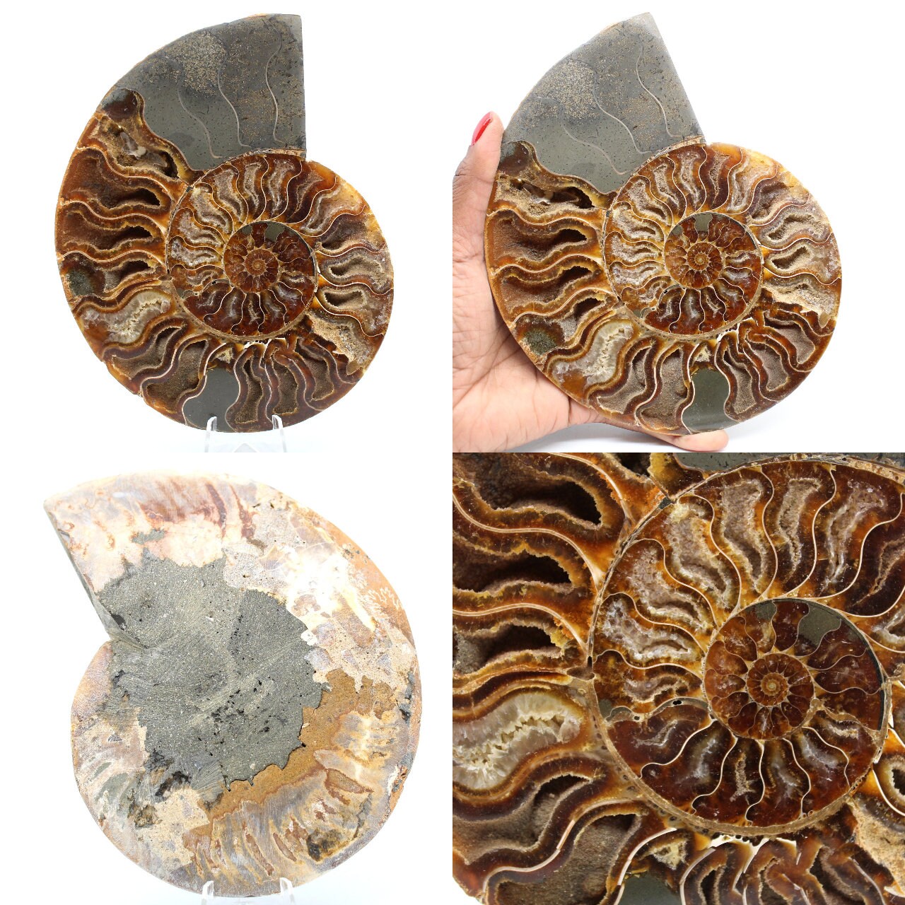 Ammonite Sciée Polie 530Gr 175mm de Madagascar