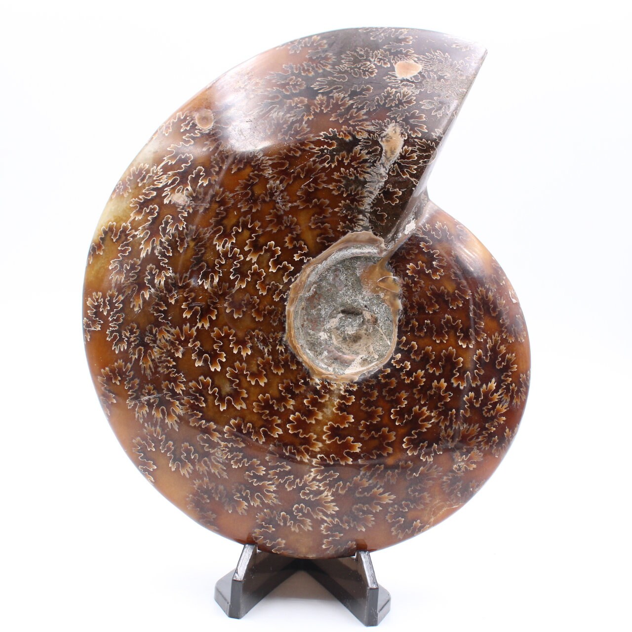 Grande Ammonite Fougère Entière 880Gr 160mm de Madagascar