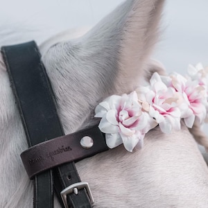 May include: A white horse wearing a black leather bridle with the text "Horse Equestrian" embossed on it. The horse is wearing a pink flower crown.