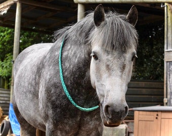 Tour de cou fait main pour cheval | Cordéo sans pampilles | Tour de cou équestre | Couleur personnalisée | Liberté d'équitation sans équipement personnalisée