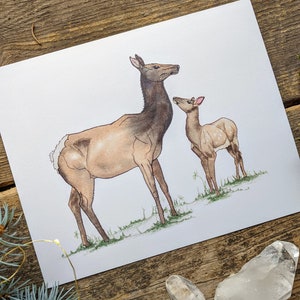 May include: Watercolour illustration of an elk and calf standing on a grassy hill. The elk has a brown body and dark brown neck. The calf is smaller with white spots. The artwork is on white paper, with a wooden background.