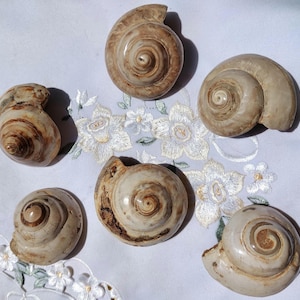 Può includere: Sei conchiglie fossilizzate in varie tonalità di marrone e bianco. Le conchiglie sono disposte su uno sfondo di tessuto bianco con un motivo floreale.
