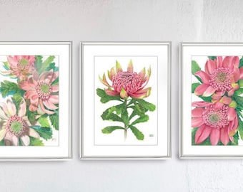 Waratahs Pink set of three prints by Debra Meier Art, Australian native prints, Native flower prints, Australian flower art, Artwork gift