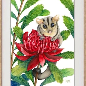 Sugar Glider on red Waratah print by Debra Meier Art, Australian native marsupial watercolour, Animal art, Artwork gift image 8