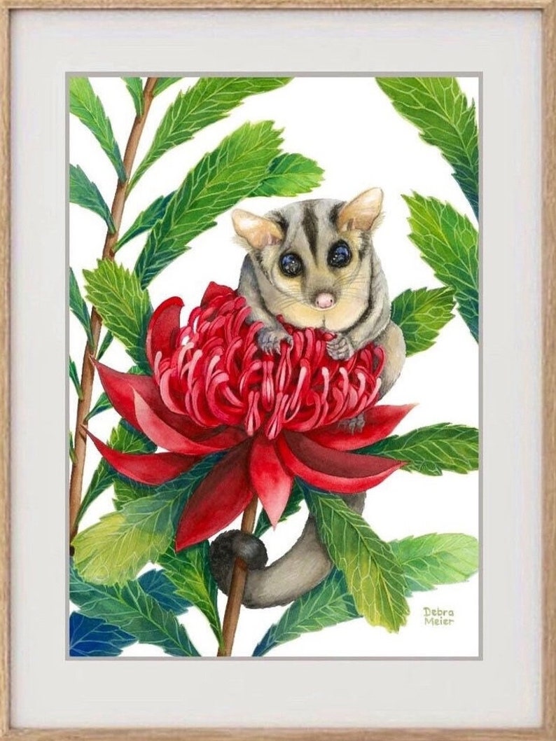 Sugar Glider on red Waratah print by Debra Meier Art, Australian native marsupial watercolour, Animal art, Artwork gift image 8