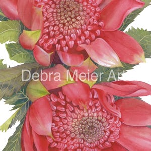May include: Two vibrant red Waratah flowers with green leaves. The flowers have a unique, spiky texture and a central cluster of small, brown buds.