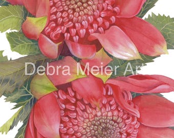 Waratahs Red Two print by Debra Meier Art, Australian native art print, Native flower print, Australian flower, Artwork gift