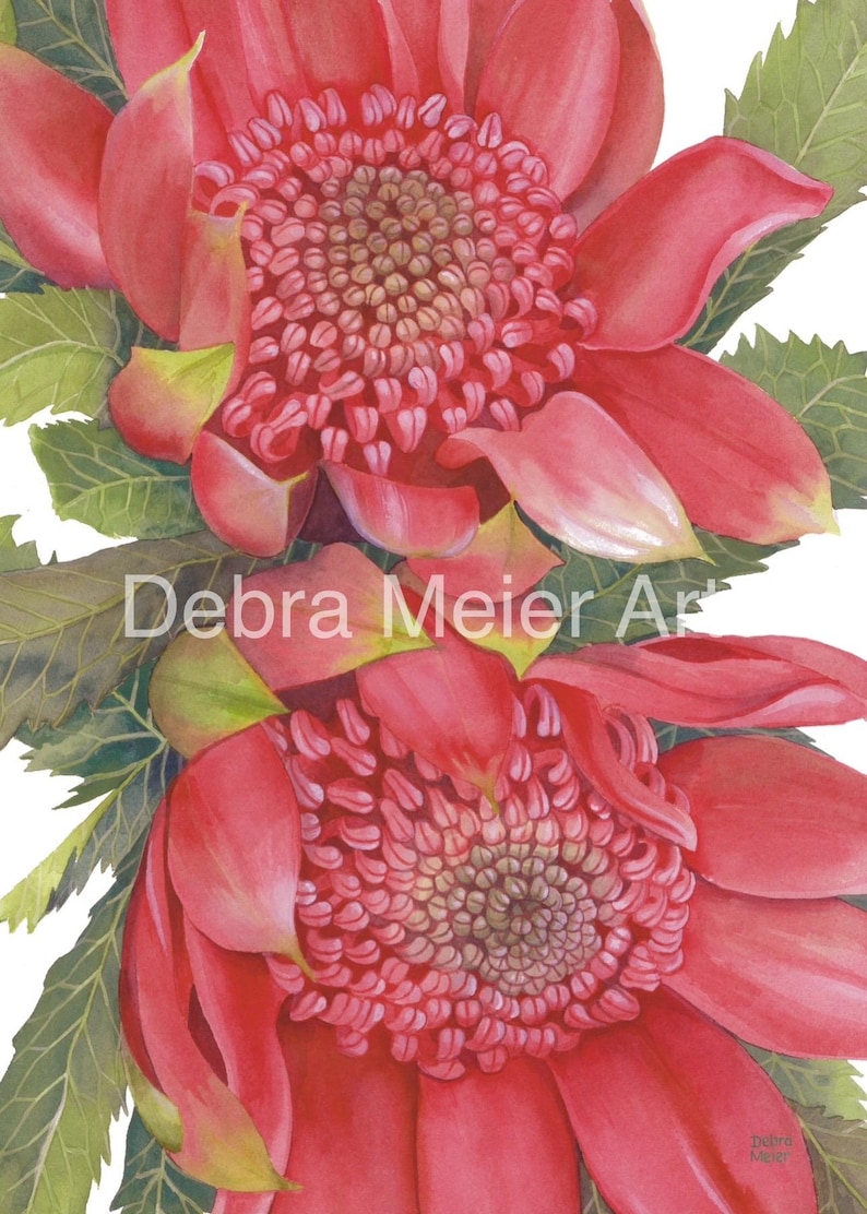 May include: Two vibrant red Waratah flowers with green leaves. The flowers have a unique, spiky texture and a central cluster of small, brown buds.