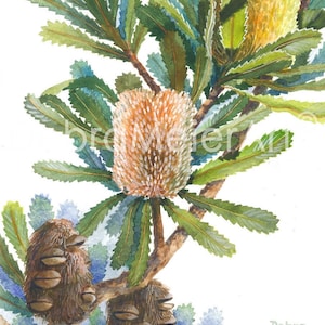 May include: A watercolour painting of a branch of a Banksia tree with three flower buds. The flower buds are brown and fuzzy, and the leaves are green. The painting is signed "Debra Meier" in the bottom right corner.