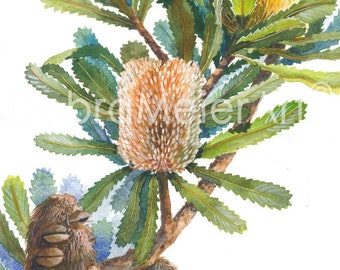 Banksia Cones print by Debra Meier Art, Australian native flower, Native flower, Old Man Banksia, Artwork gift