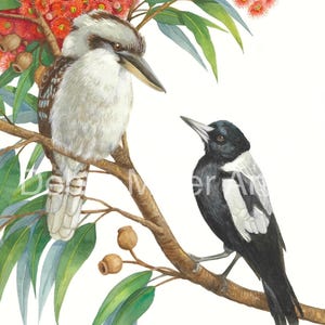 Impresión de Kookaburra y urraca de Debra Meier Art, impresión de aves nativas, acuarela de aves australianas, impresión de Corymbia Ficifolia, regalo de obra de arte