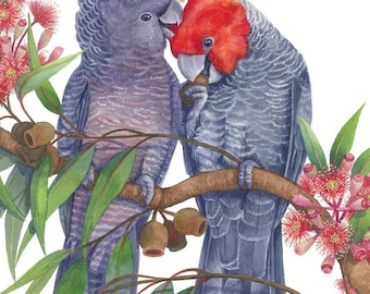 Gang Gang Cockatoo pair by Debra Meier Art, Australian native bird print, Red gumblossoms print, Cockatoo watercolour art, Artwork gift