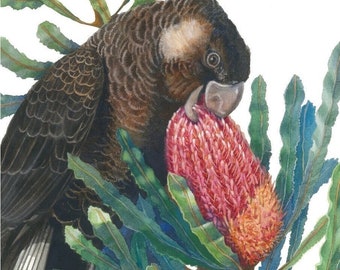 Carnaby’s Black Cockatoo by Debra Meier Art, Australian native bird Print, Firewood Banksia print, Black Cockatoo print, Artwork gift