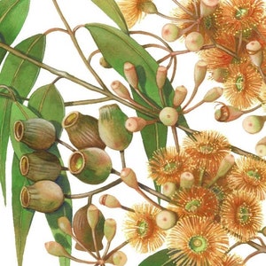 May include: A watercolor painting of a eucalyptus branch with green leaves and yellow and orange flowers. The flowers are in bloom and have a delicate, feathery texture.