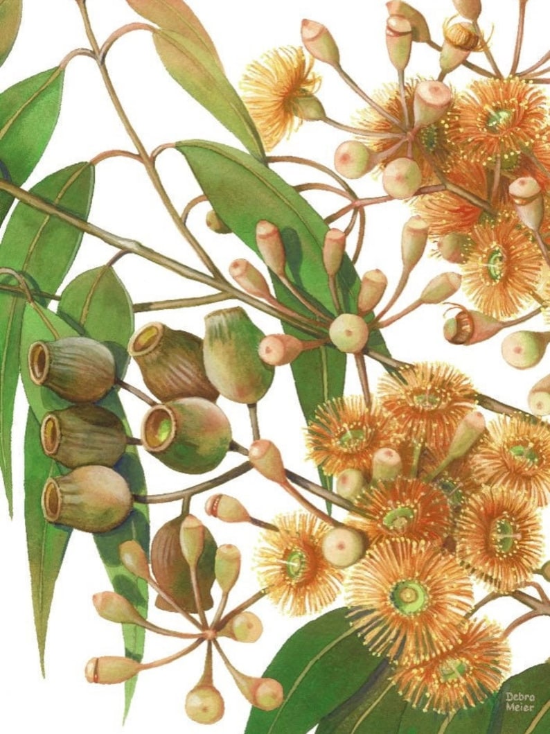 May include: A watercolor painting of a eucalyptus branch with green leaves and yellow and orange flowers. The flowers are in bloom and have a delicate, feathery texture.