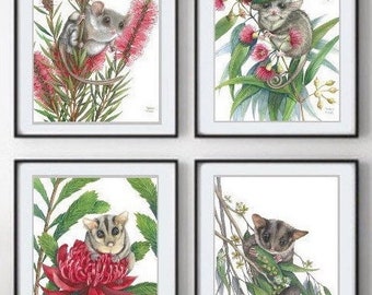 Small Marsupial Series by Debra Meier Art, Australian native animal prints, Feathertail Glider, Western Pigmy Possum, Artwork gift