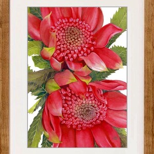 Waratahs Red Two print by Debra Meier Art, Australian native art print, Native flower print, Australian flower, Artwork gift image 4