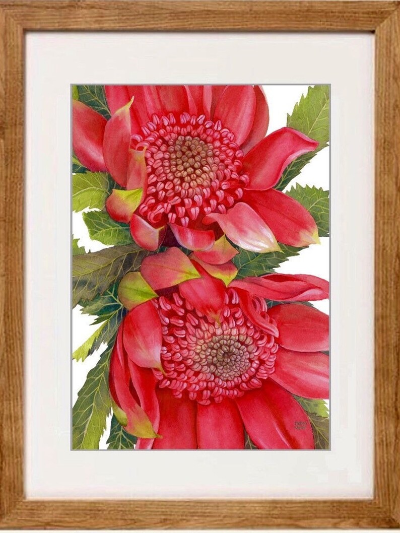 Waratahs Red Two print by Debra Meier Art, Australian native art print, Native flower print, Australian flower, Artwork gift image 4