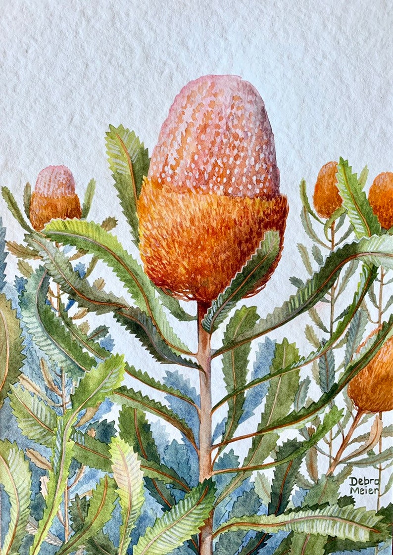 Banksia Acorn Print Australian Native Art Bush flower Print Etsy