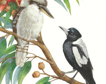 Kookaburra and Magpie print by Debra Meier Art, Native bird print, Australian bird watercolour, Corymbia Ficifolia print, Artwork gift