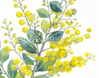 May include: Watercolor painting of a branch of yellow mimosa flowers with green leaves. The flowers are clustered together in small, round balls. The leaves are long and narrow, with a pointed tip. The background is white.