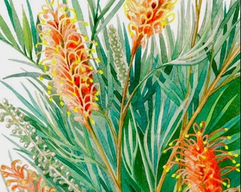 Orange Grevillea print by Debra Meier Art, Australian native flower art print, Watercolour art, Art Print, Artwork gift