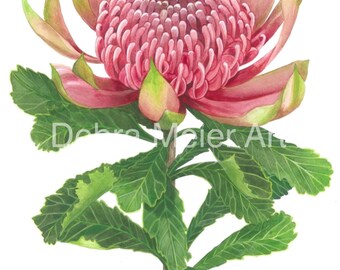 Waratah Pink single print by Debra Meier Art, Australian native art print, Native flower print, Australian flower, Artwork gift