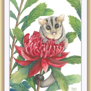Sugar Glider on red Waratah print by Debra Meier Art, Australian native marsupial watercolour, Animal art, Artwork gift image 5