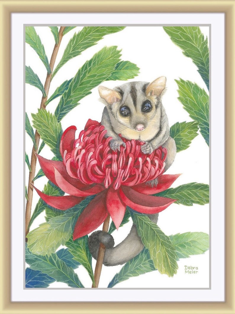 Sugar Glider on red Waratah print by Debra Meier Art, Australian native marsupial watercolour, Animal art, Artwork gift image 5